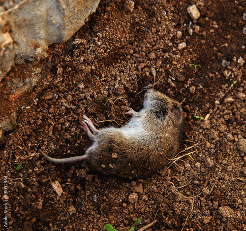 Dead field mouse lying on brown soil