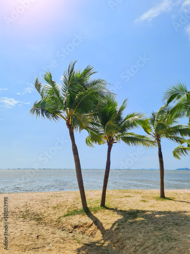 Coconut trees on the beach blown by the wind and sunlight