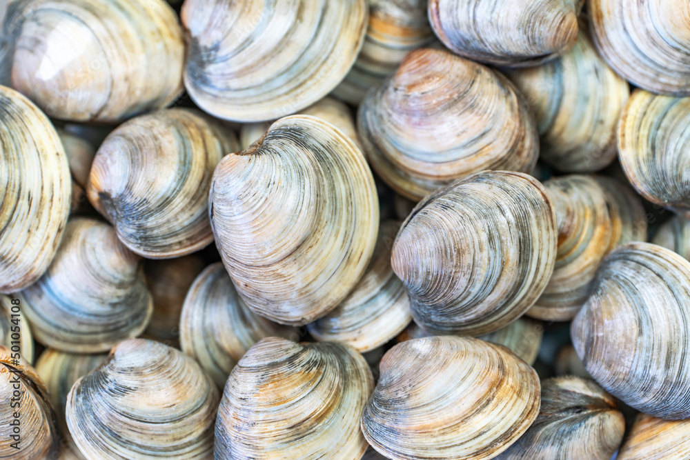 Close-up of Littleneck Clams. Shell background. Close-up of Littleneck Clams. Shell background.