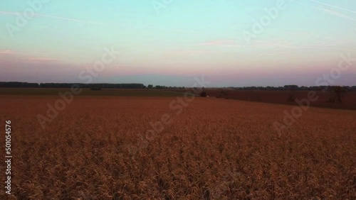 Agriculture - drone flying over red endless cornfield with blue sky - farming and growth prospering photo