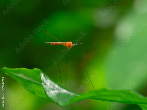 Look like mosquito on leaf- dangerous vehicle of infection. Macro shot