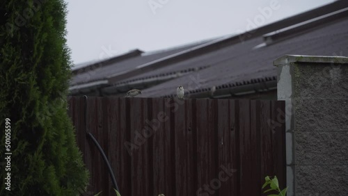 Sparrow sits on edge of brown metal fence on cloudy rainy day, lightning flashes. Second bird arrives and flies away. Animals fluff feathers, wash under raindrops. Life of wild birds in city. photo