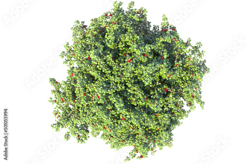 Green foliage of a fruit tree on a white background. The round shape of the apple tree on top. 3D rendering for landscape garden design.