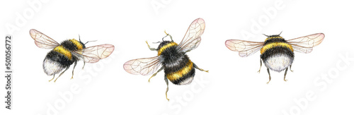 Valokuvatapetti Watercolor bumblebee illustration