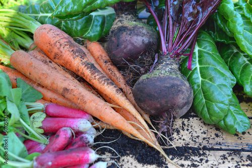 organic vegetables  freshly harvested from garden
