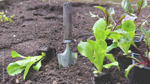 shovel planting in the soil in garden next to seedling of lettuce and beet gr...