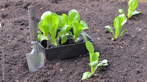 seedling of lettuce growing in the soil  in a square garden with a shovel