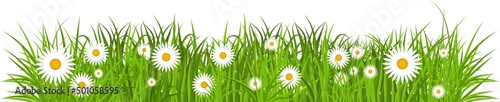 Grass, tulips and daises. Green flowering meadow. Spring and summer