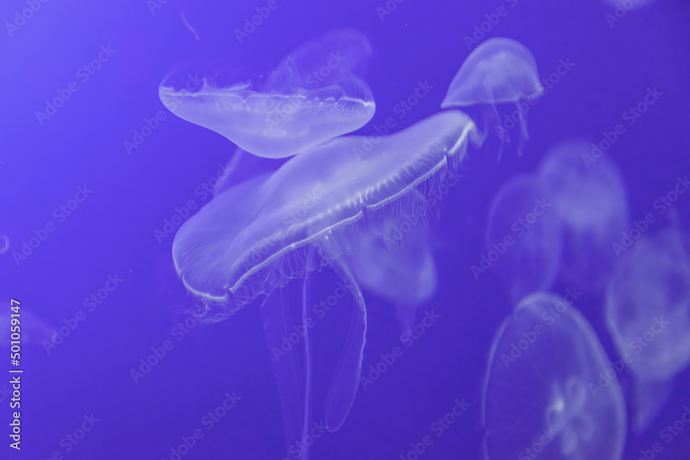 Transparent jellyfish in the sea Transparent jellyfish in the sea