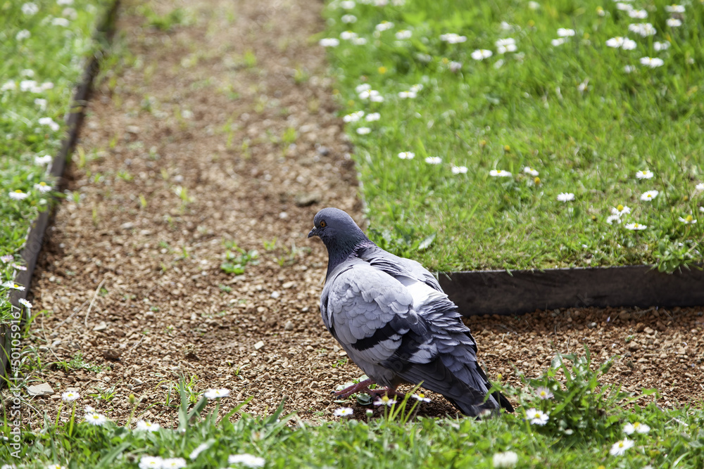 Fototapeta premium Pigeon in the grass