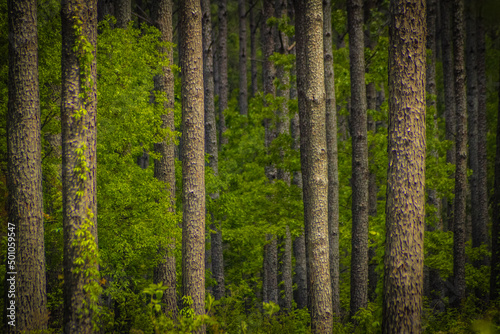 trees in the forest © _b767_