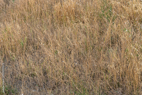 Dry grass on the dry ground. Yellow grass