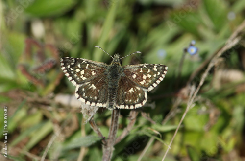 A rare Grizzled Skipper Butterfly, Pyrgus malvae, perching on low growing vegetation in a field in the UK. © Sandra Standbridge