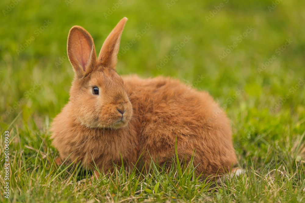orange rabbit on the lawn grazes the grass orange rabbit on the lawn grazes the grass