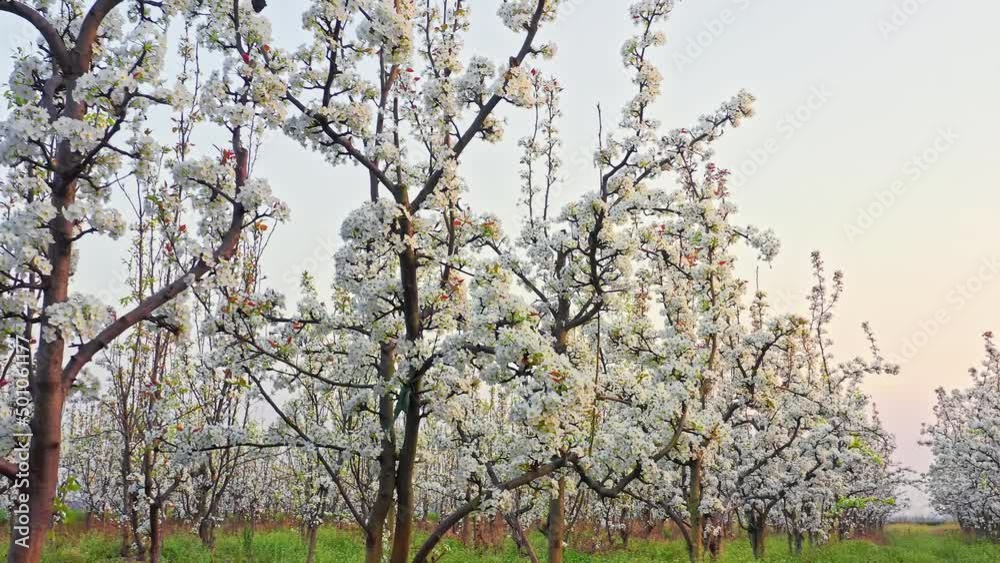White pear flowers bloom in the spring garden. Beautiful pear blossoms natural landscape in the orchard. 4K real time footage. White pear flowers bloom in the spring garden. Beautiful pear blossoms natural landscape in the orchard. 4K real time footage.