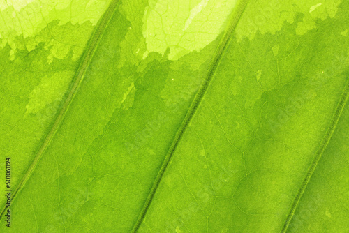 Full frame shot of green leaves. Textures and patterns of leaves.