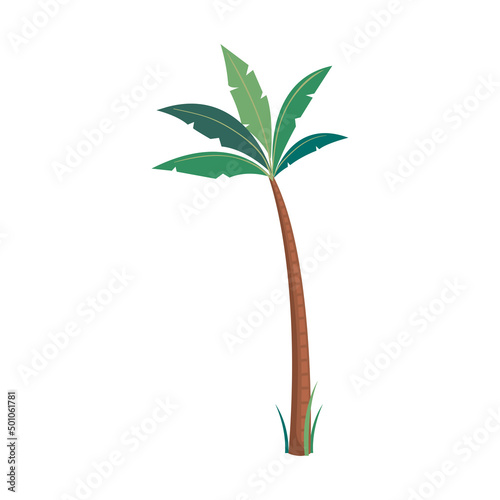 tropical tree palm