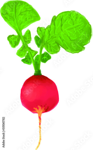 radish isolated on white background