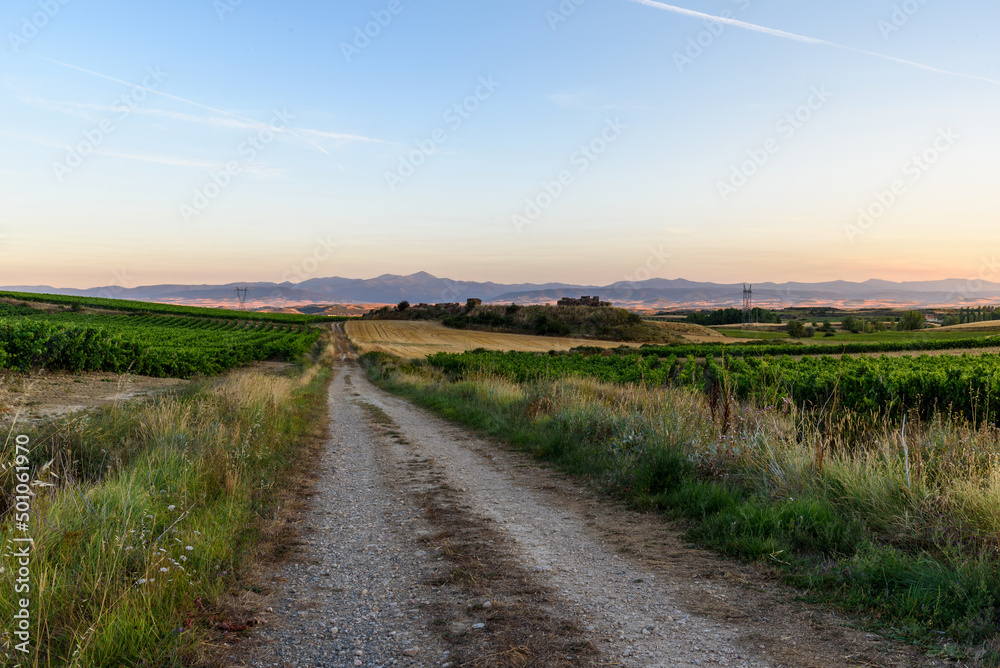 Country road through vineyards at sunset in La Rioja region, Spain.