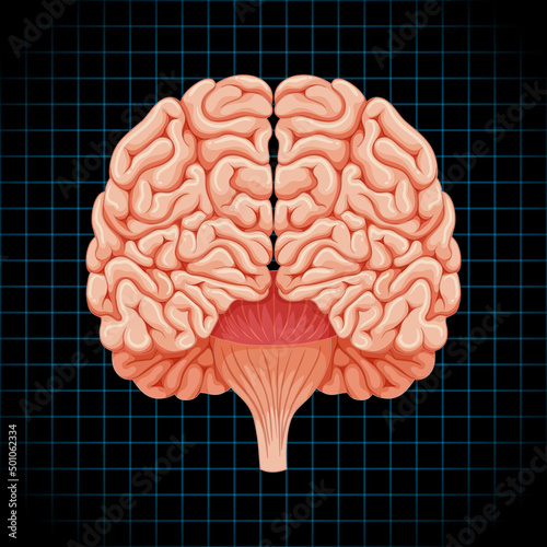 Human internal organ with brain