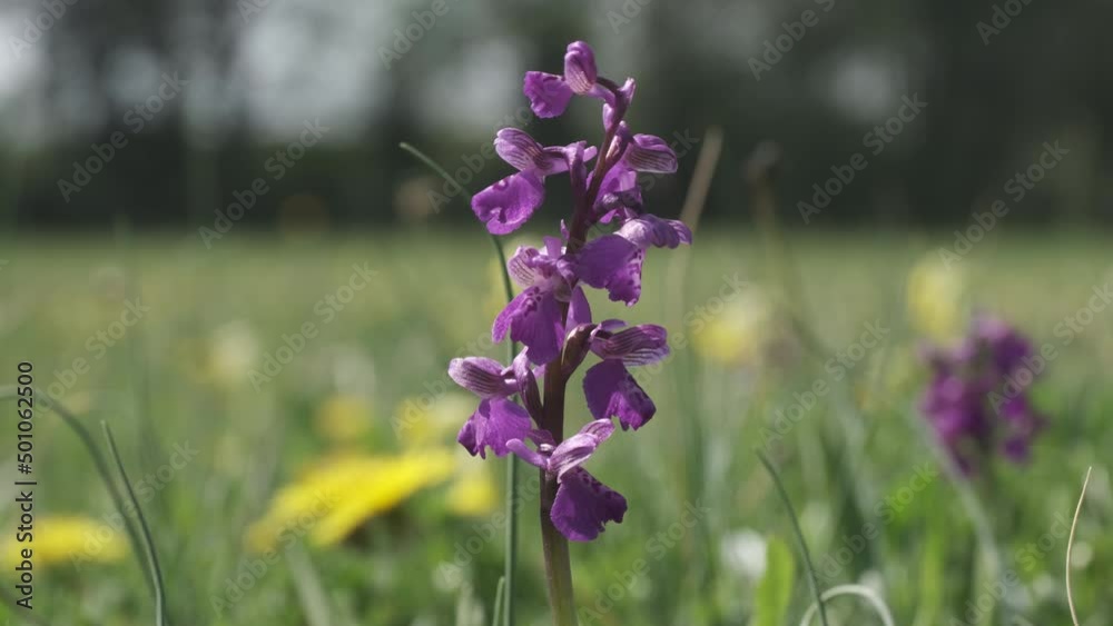 The rare Green Winged Orchid flowering in Spring in a meadow in Worcestershire, England. The rare Green Winged Orchid flowering in Spring in a meadow in Worcestershire, England.
