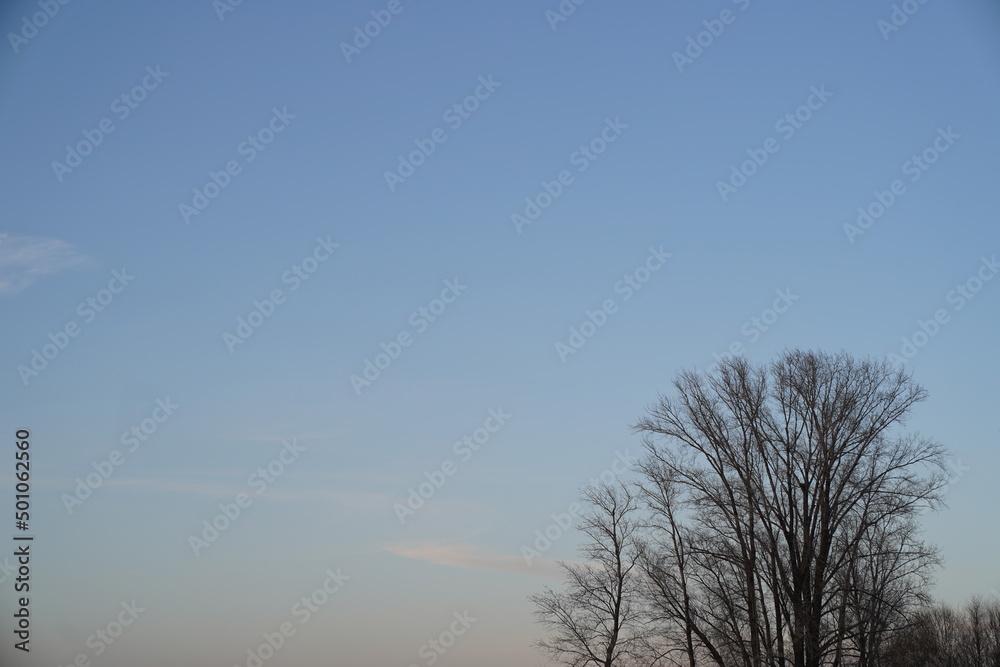 a bare tree without leaves against the background of a blue sunset sky a bare tree without leaves against the background of a blue sunset sky