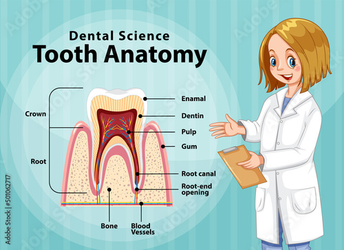 Infographic of human in dental science tooth anatomy