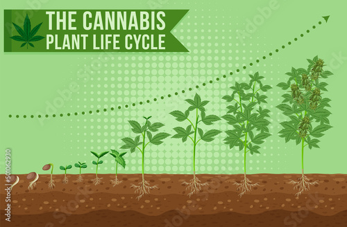The cannabis plant life cycle
