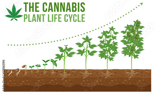 Cannabis planting life cycle