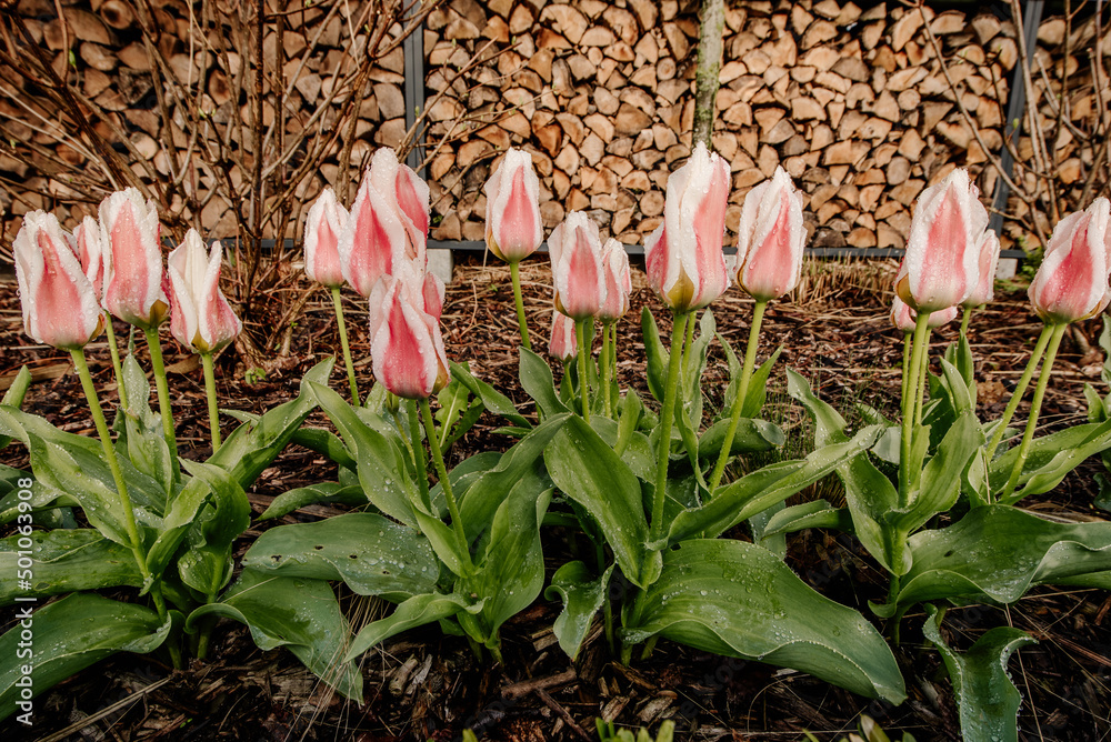 Naklejka premium Wiosenne tulipany w ogrodzie
