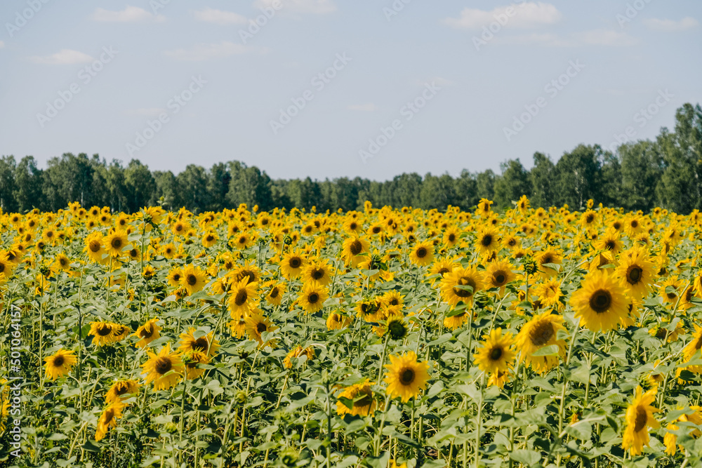 Fototapeta premium beautiful view of a field of blooming sunflowers. sunflower texture. Organic and natural flower background. Sunflowers field background.