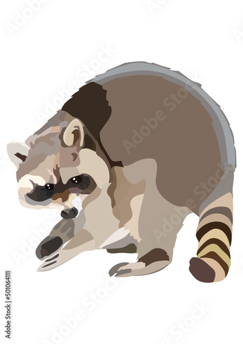 Waschbär
