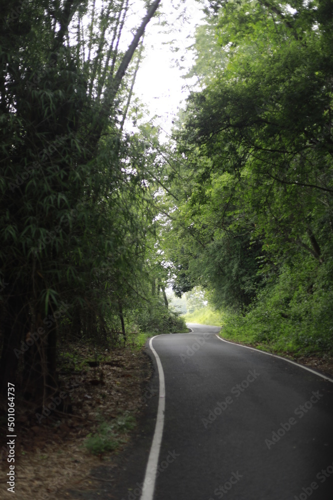 a road winding through the dense forest of a mountainous village