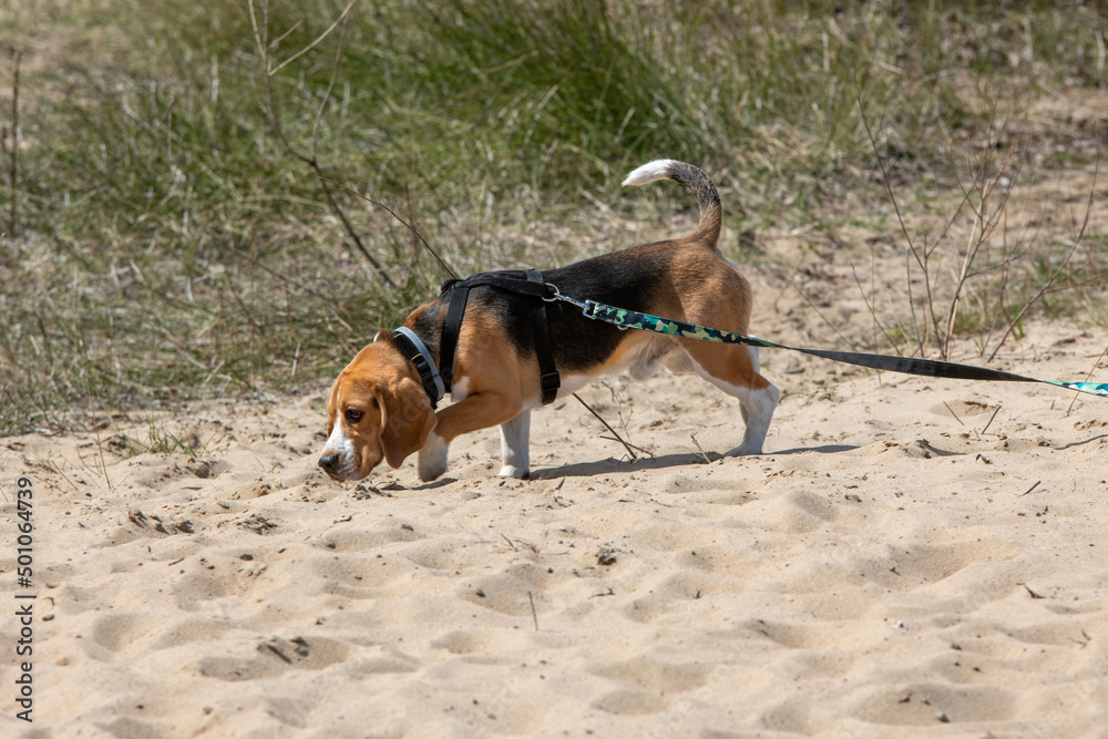 beagle tropiący zwierzynę podczas spaceru na plaży - obrazy, fototapety, plakaty 