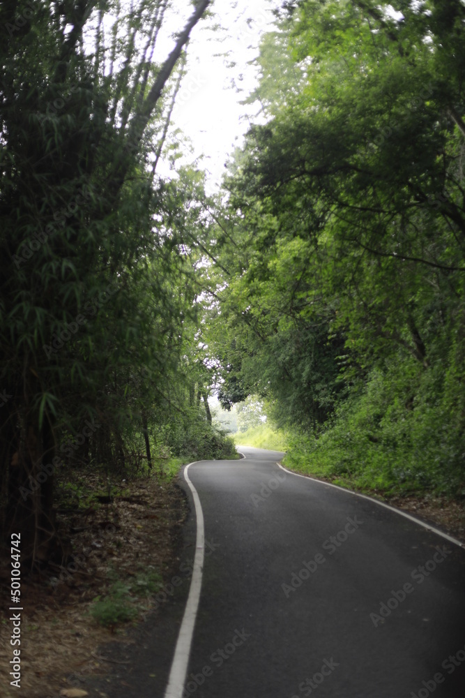 Fototapeta premium a road winding through the dense forest of a mountainous village