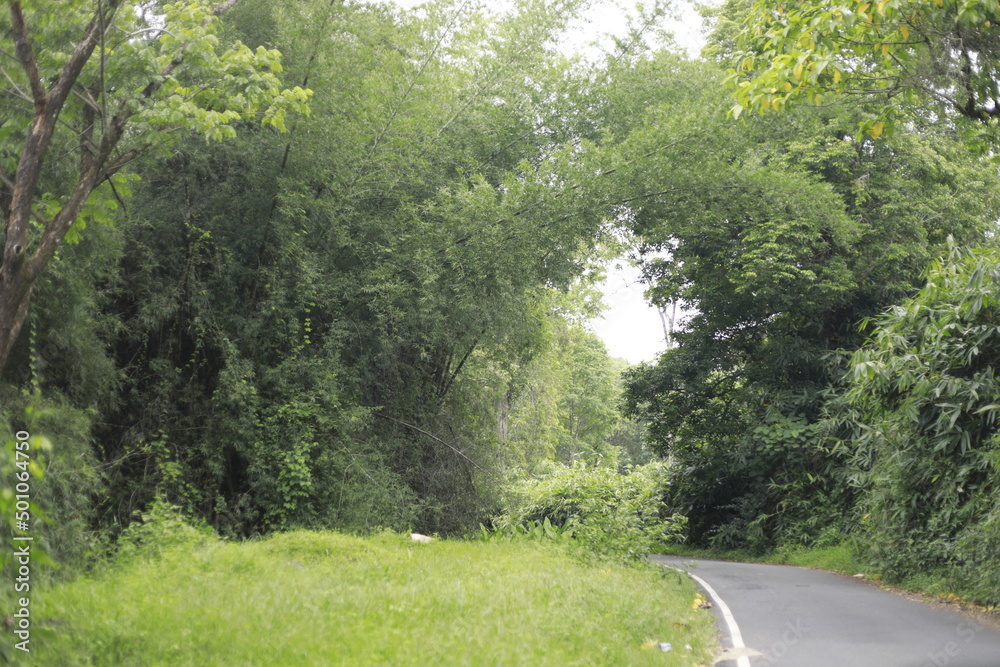 Fototapeta premium a road winding through the dense forest of a mountainous village