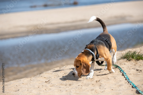 nawet na piachu na plaży beagle szuka tropu