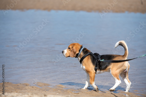 beagle trójkolorowy spaceruje nad wodą