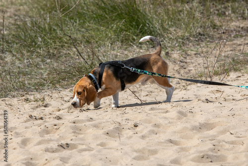 beagle tropiący zwierzynę podczas spaceru na plaży