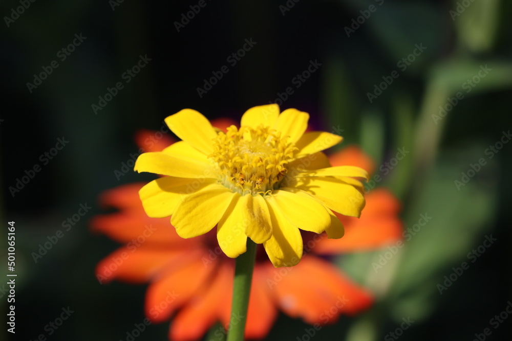 Cambodia. Zinnia elegans known as youth-and-age, common zinnia or elegant zinnia, is an annual flowering plant in the daisy family Asteraceae. Siem Reap province. Cambodia. Zinnia elegans known as youth-and-age, common zinnia or elegant zinnia, is an annual flowering plant in the daisy family Asteraceae. Siem Reap province.