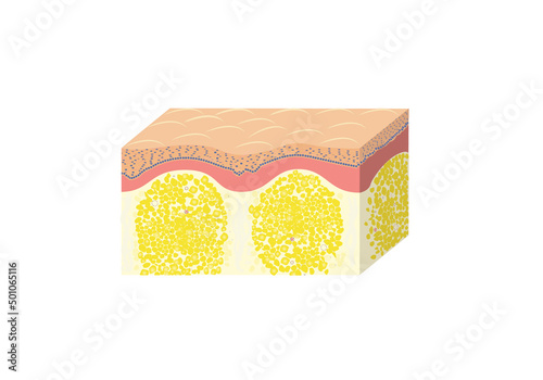cellulite scheme, histology, vector