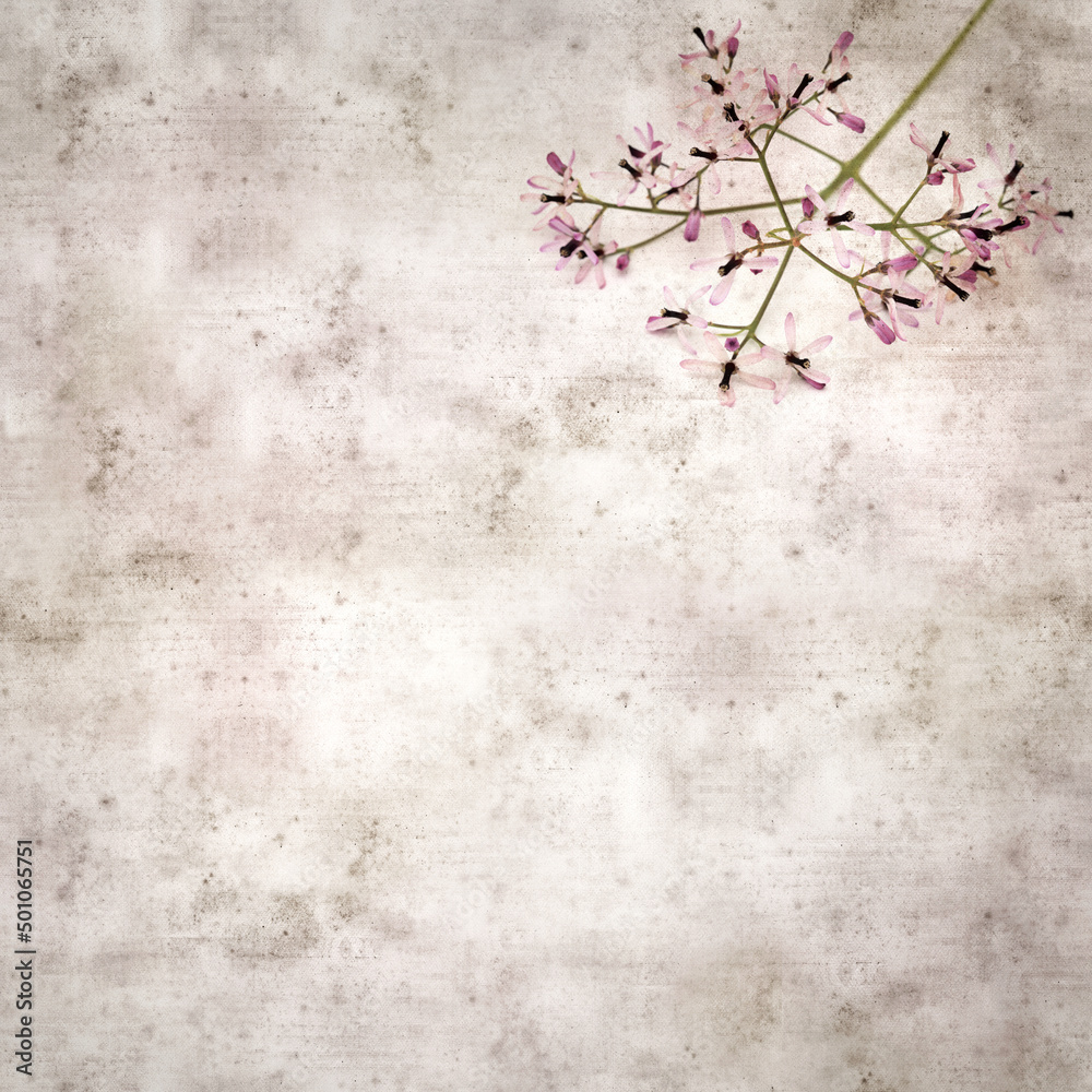 square stylish old textured paper background with pale lilac flowers of Melia azedarach, chinaberry tree
square stylish old textured paper background with pale lilac flowers of Melia azedarach, chinaberry tree