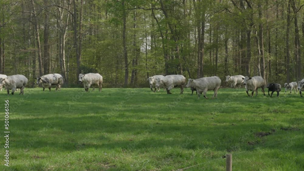 Cows coming out in the summer. Happy cows dancing and jumping. Cows coming out in the summer. Happy cows dancing and jumping.