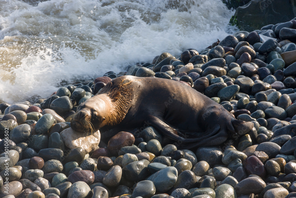 Naklejka premium Skinny dying South American sea lion (Otaria flavescens) get out on rocks coast in Lima due to El Nino