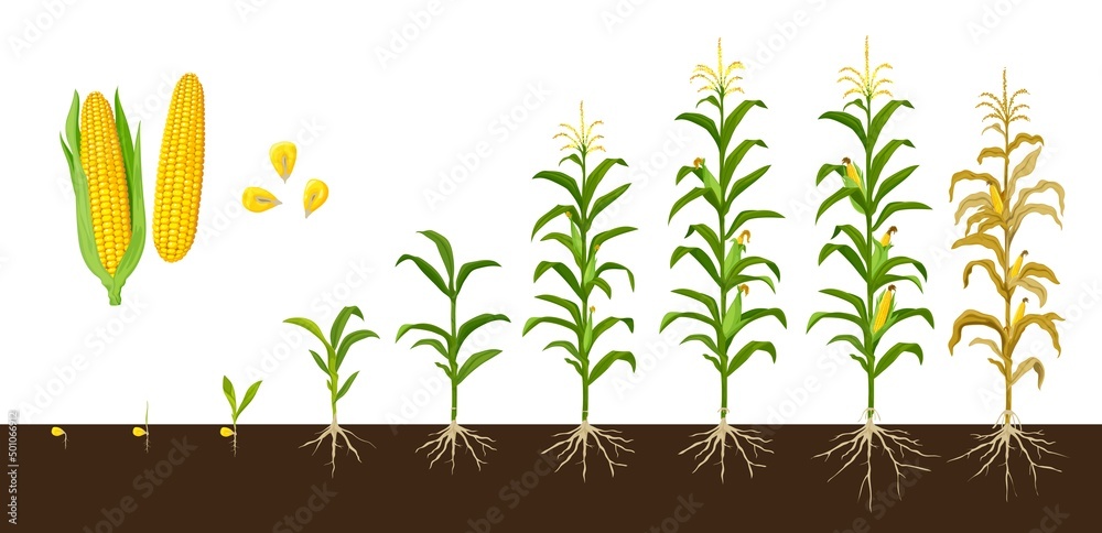 Corn 553569 Vector Art at Vecteezy Download Corn for free