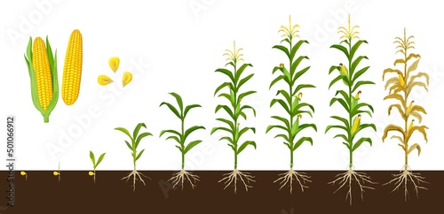Canvas Corn maize growth stages, vector crop plant of agriculture and farm with corn vegetable cobs and kernels