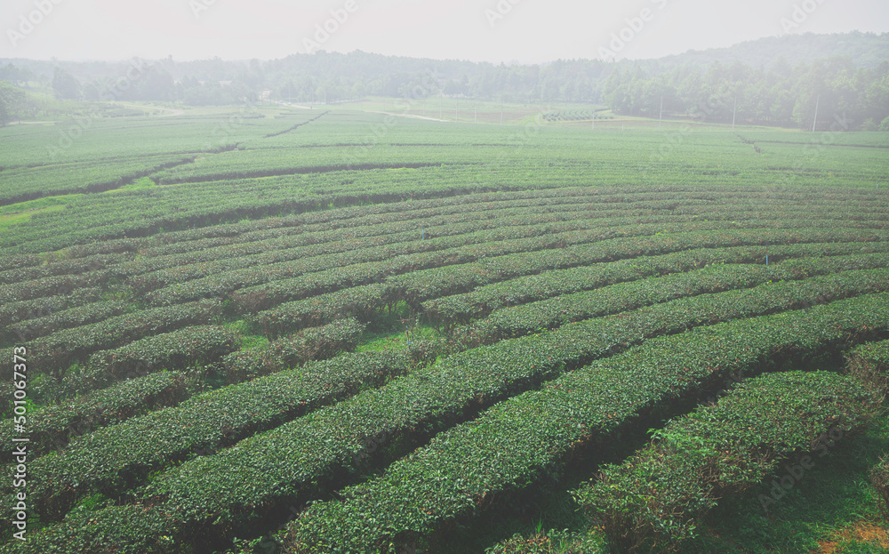 tea plantation and fog at singha park