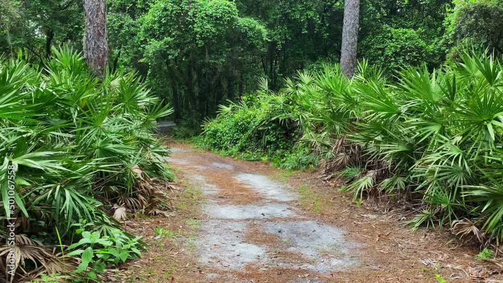 Pathway With Dense Vegetations In Tropical Rainforest Of Lettuce Lake Park In Tampa, Florida. Dolly Shot Pathway With Dense Vegetations In Tropical Rainforest Of Lettuce Lake Park In Tampa, Florida. Dolly Shot