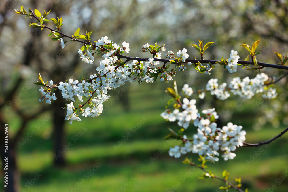 Cherry blossoms on the tree, whole branch, landscape format..