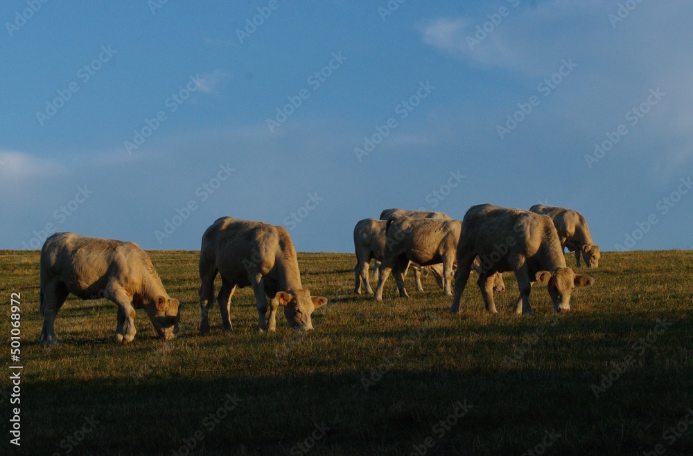 Fototapeta premium Vaches charolaises soleil couchant